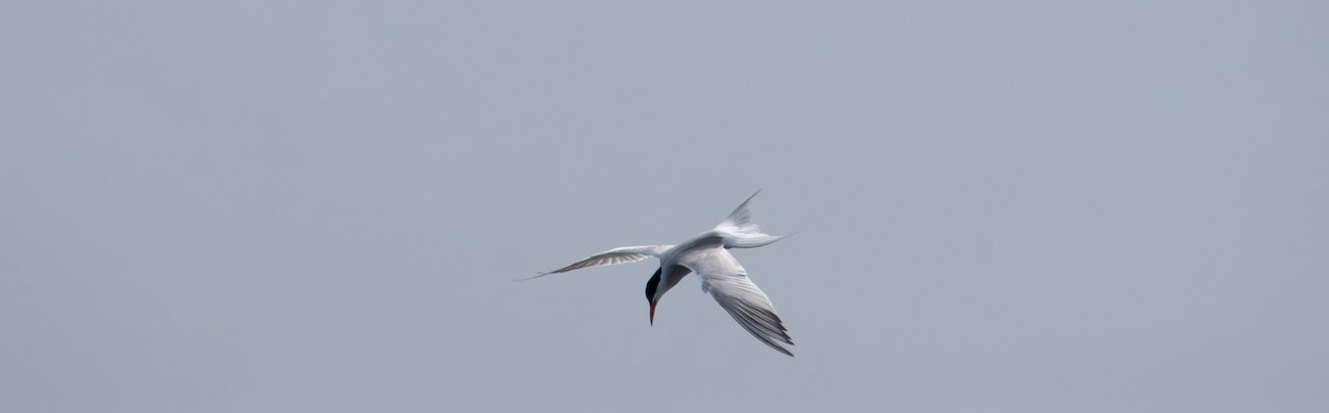 Forster's Tern - ML638617230