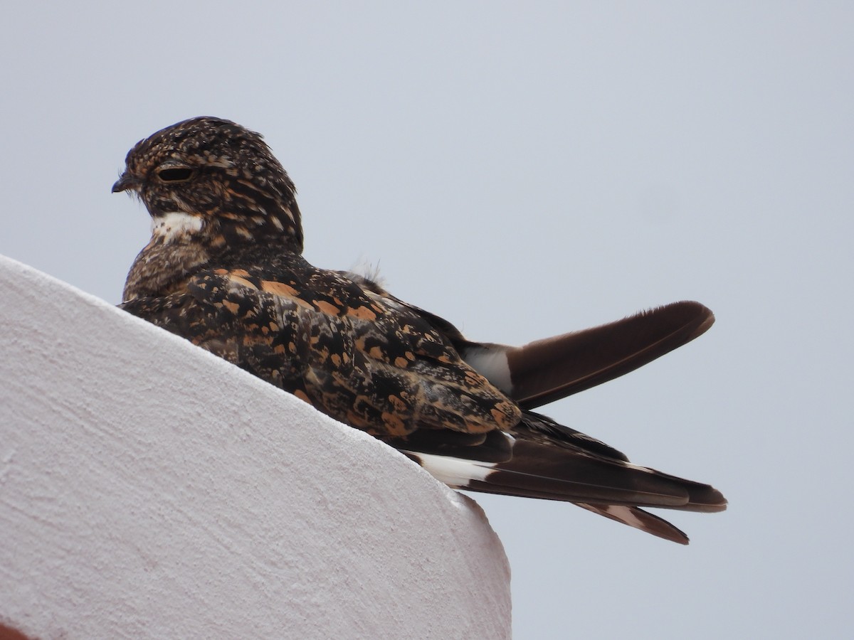 trillenatthauk - ML638617250