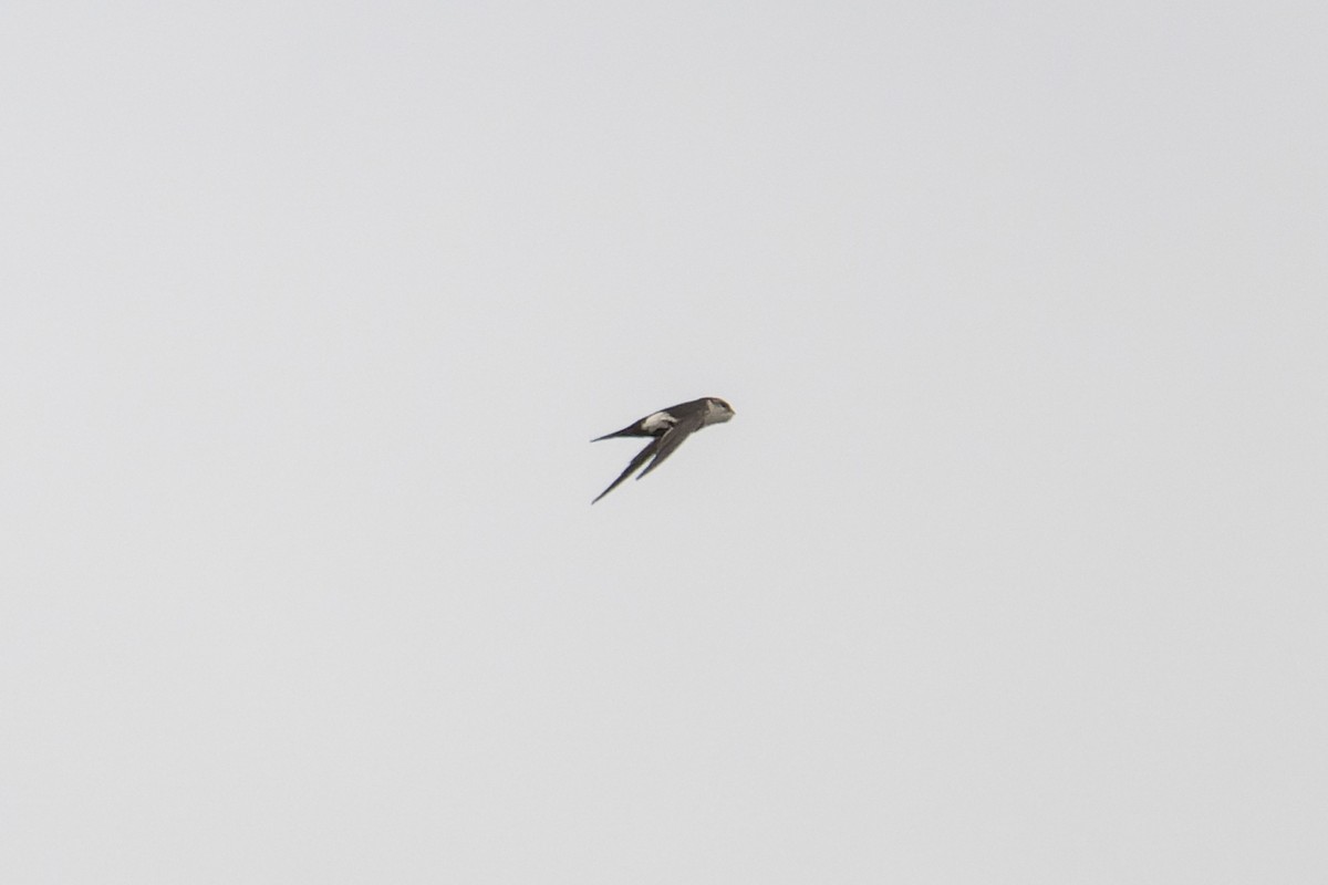 White-throated Swift - ML638617271