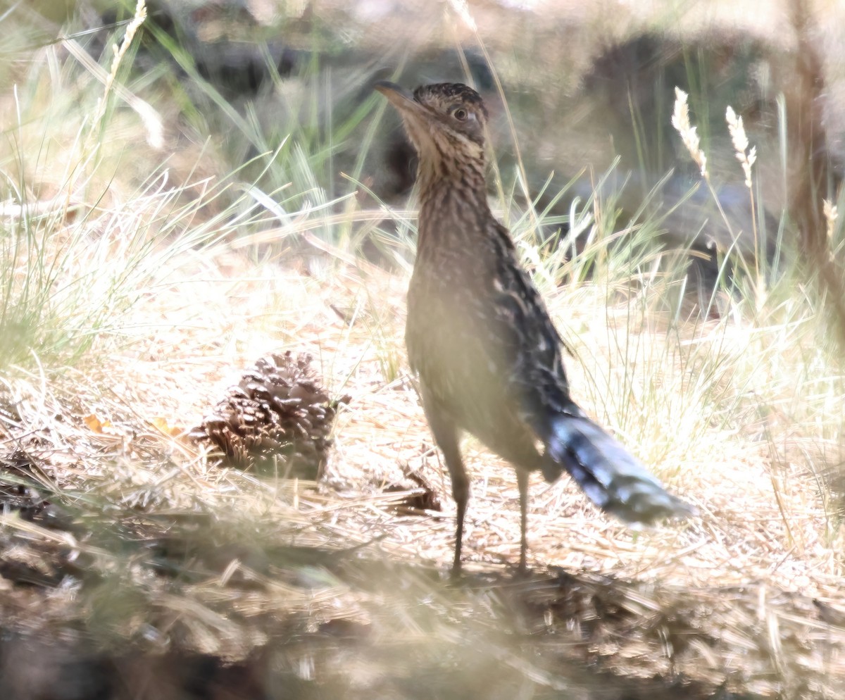 Greater Roadrunner - ML638617285