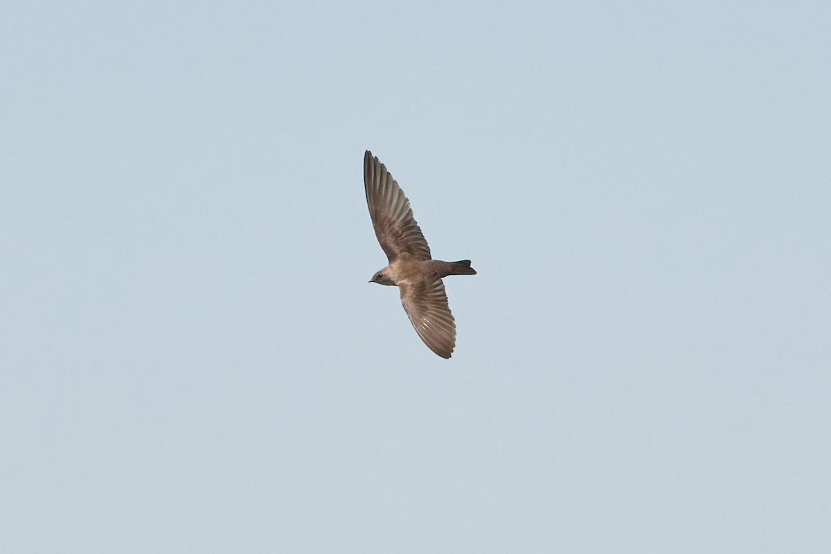 Northern Rough-winged Swallow - ML638617302