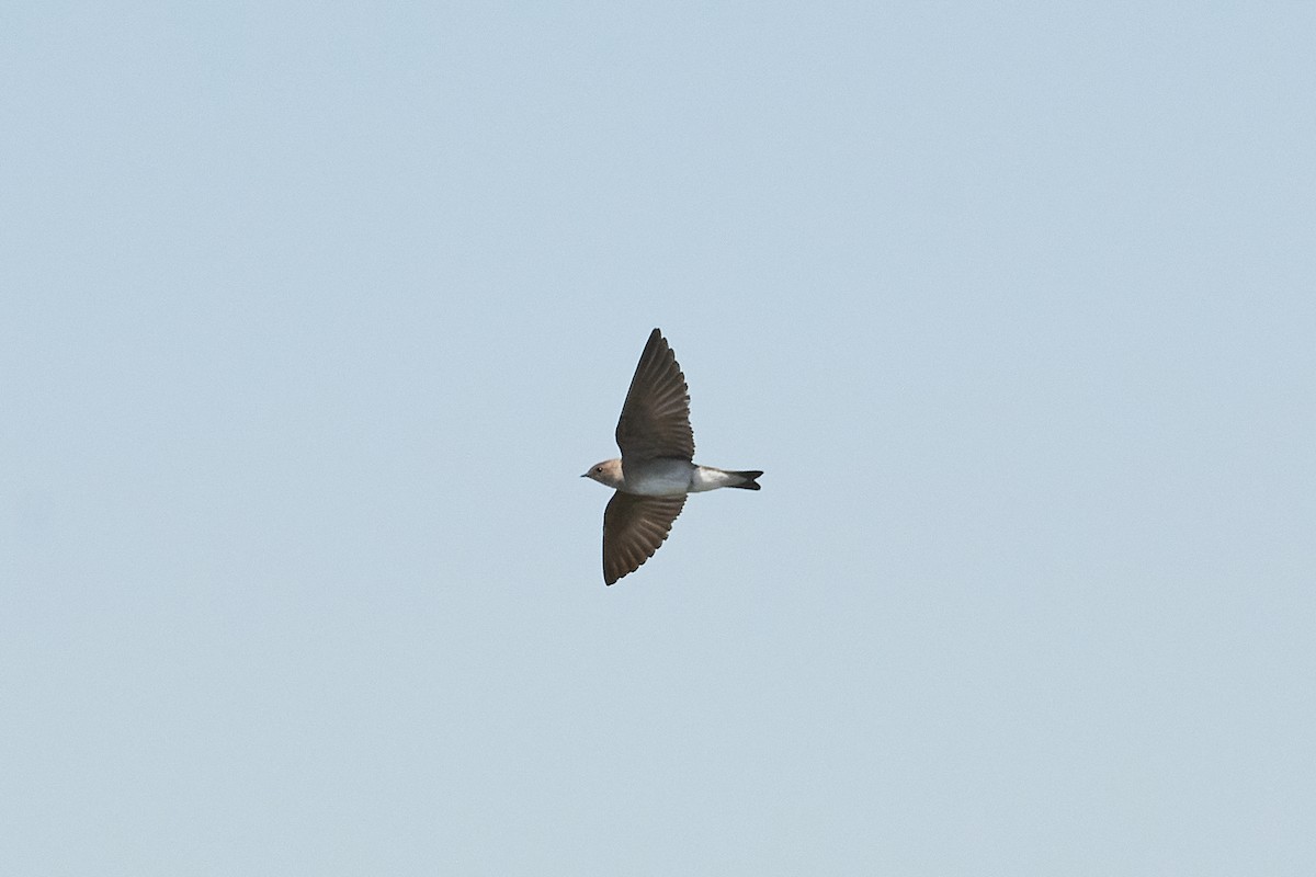 Northern Rough-winged Swallow - ML638617303