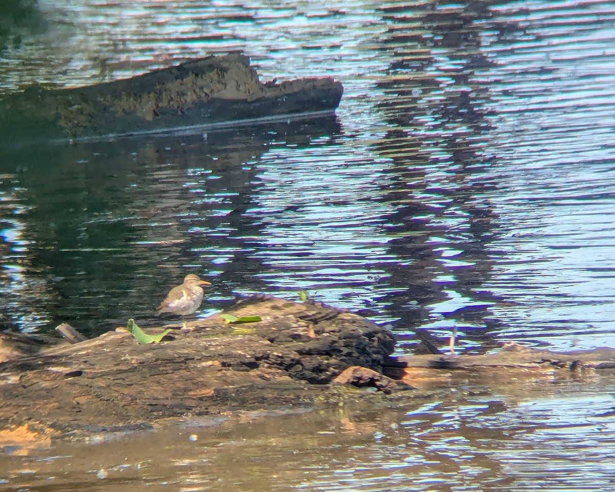 Spotted Sandpiper - ML638617319