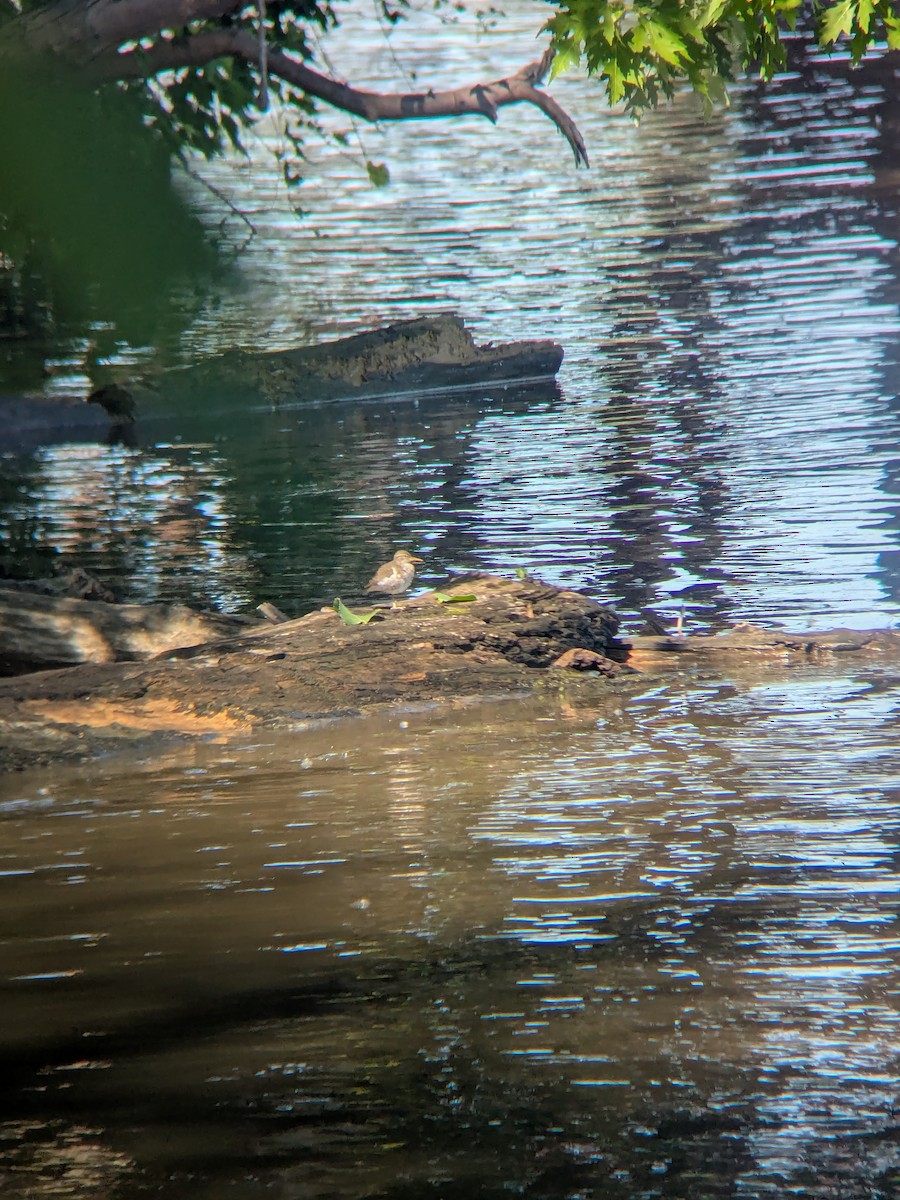 Spotted Sandpiper - ML638617321