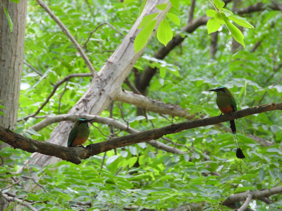 turkisbrynmotmot - ML638617326