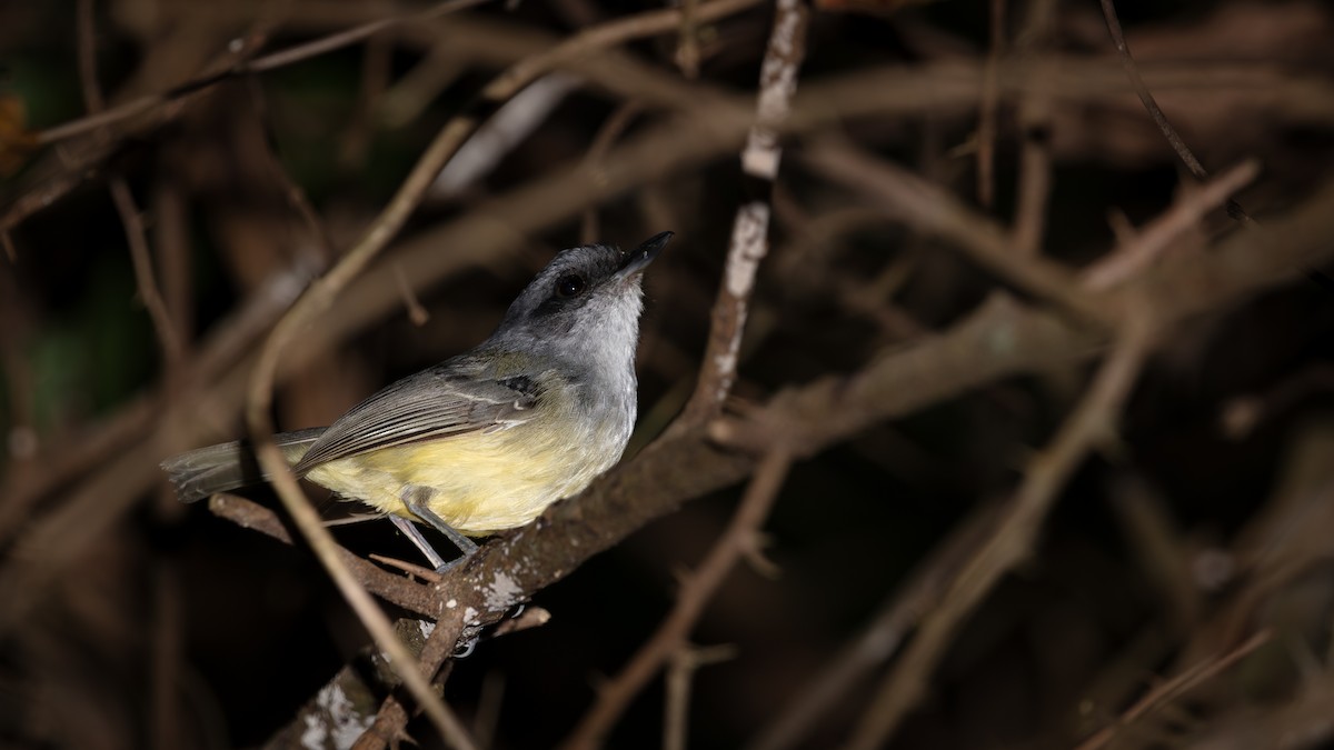 Plain Antvireo - ML638617327