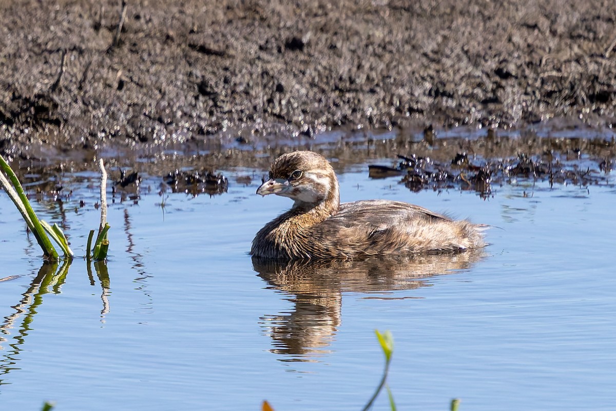 Pied-billed Grebe - ML638617335
