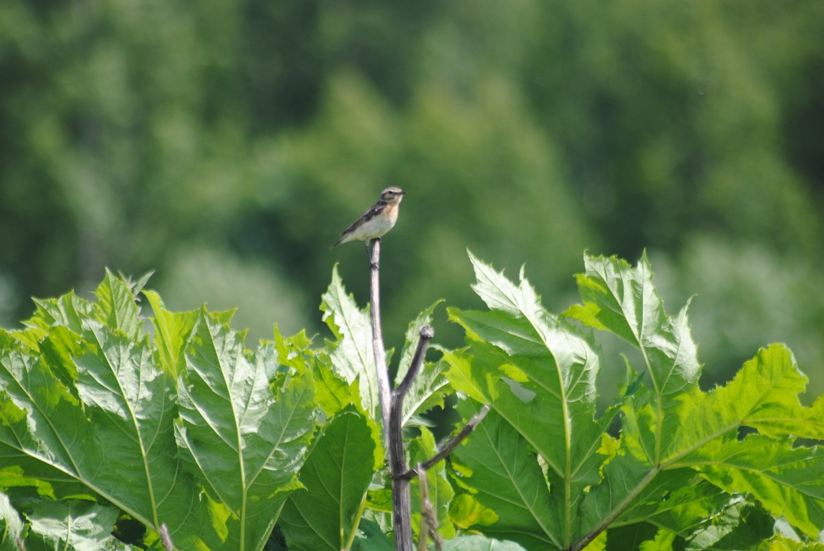 Whinchat - ML638617336