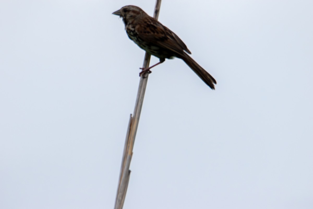 Song Sparrow - ML638617337