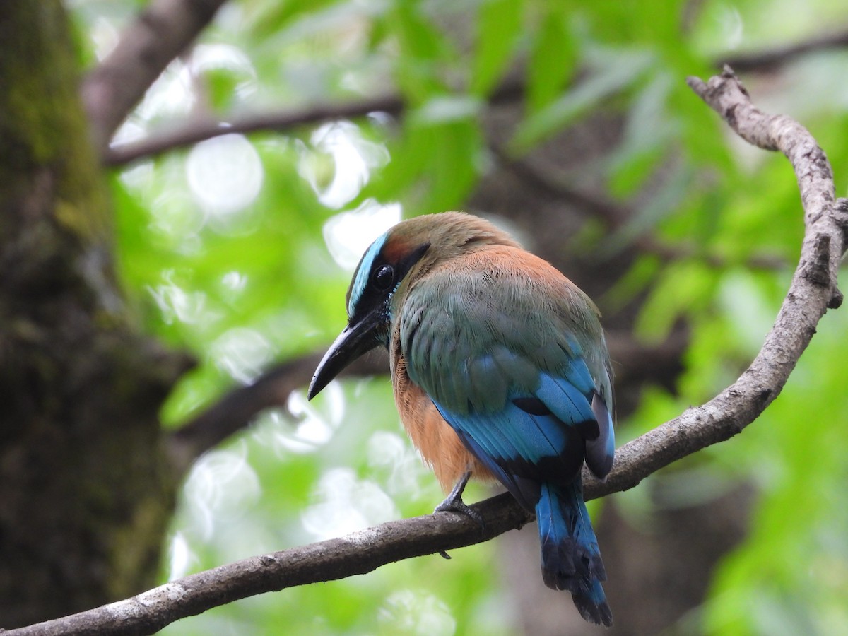 turkisbrynmotmot - ML638617346