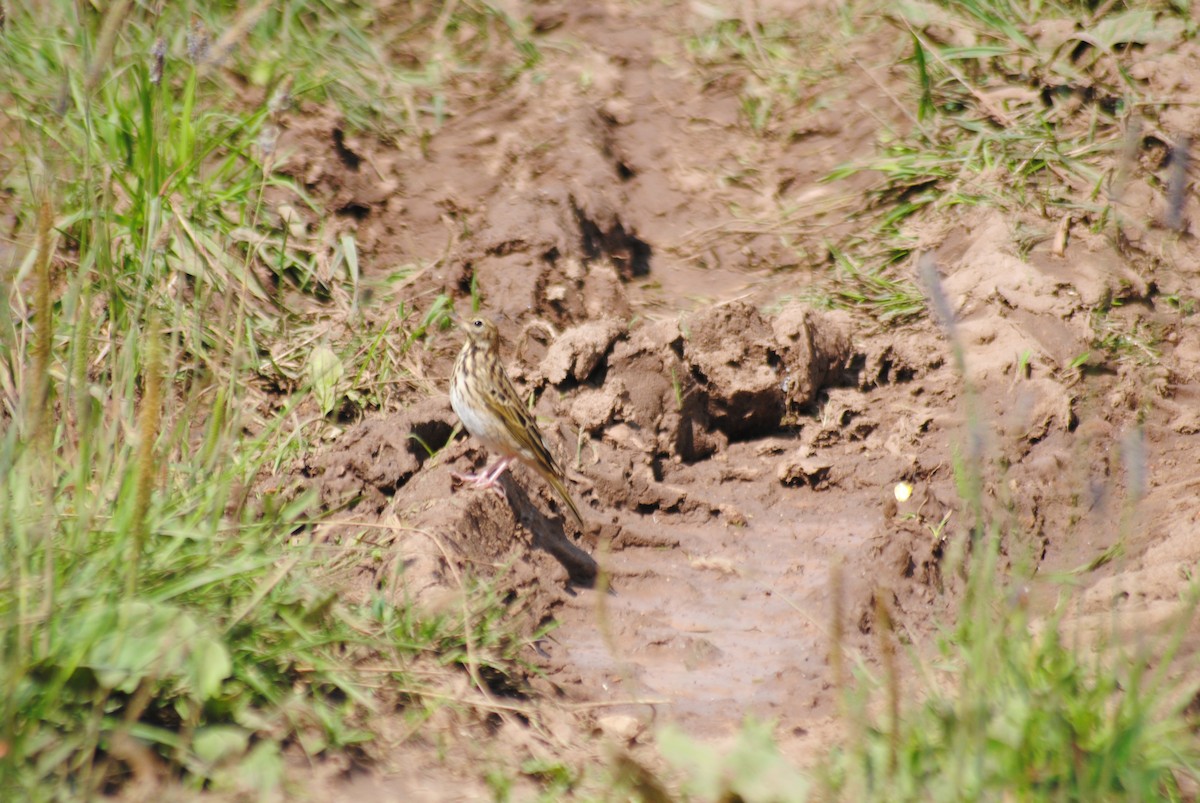 Tree Pipit - ML638617351