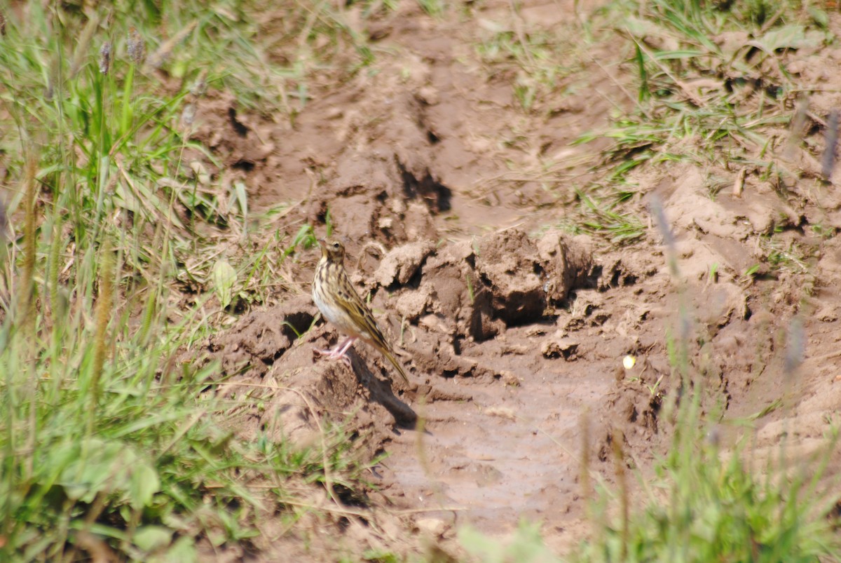 Tree Pipit - ML638617352