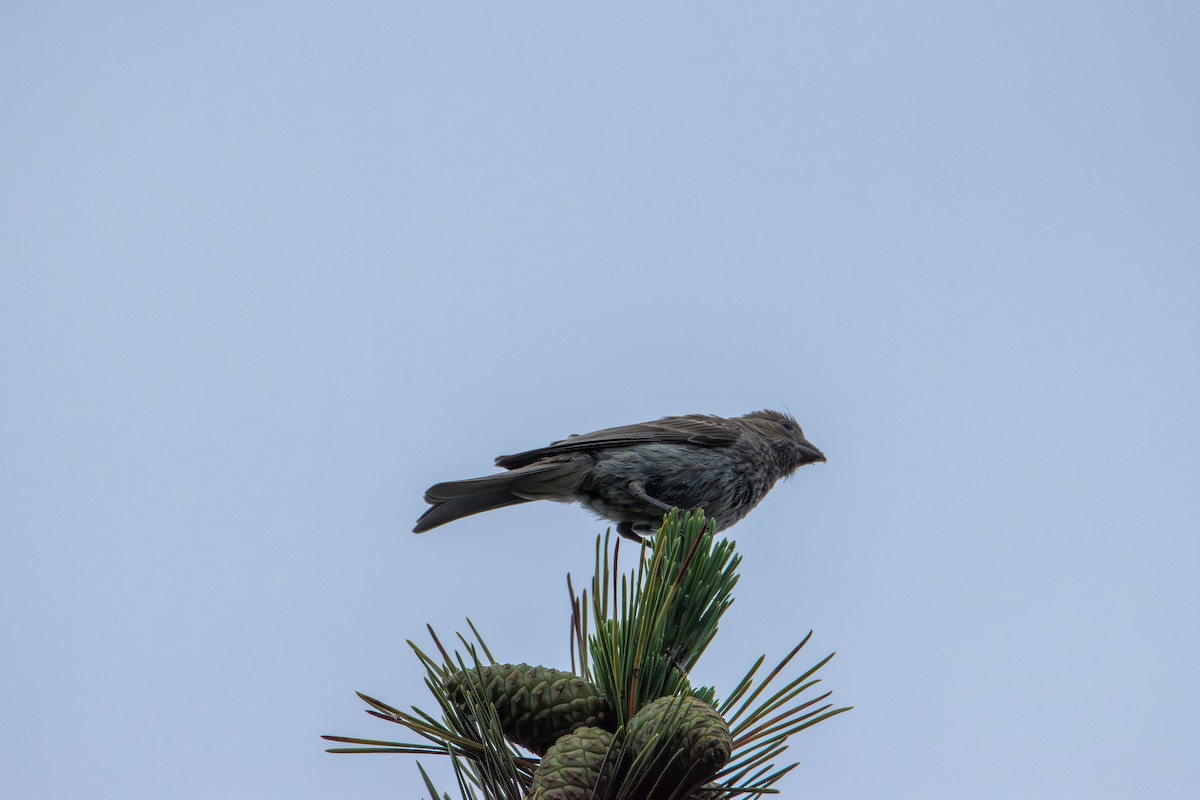 Field Sparrow - ML638617371
