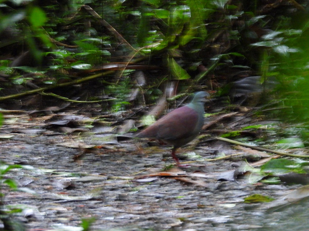 Buff-fronted Quail-Dove - ML638617380