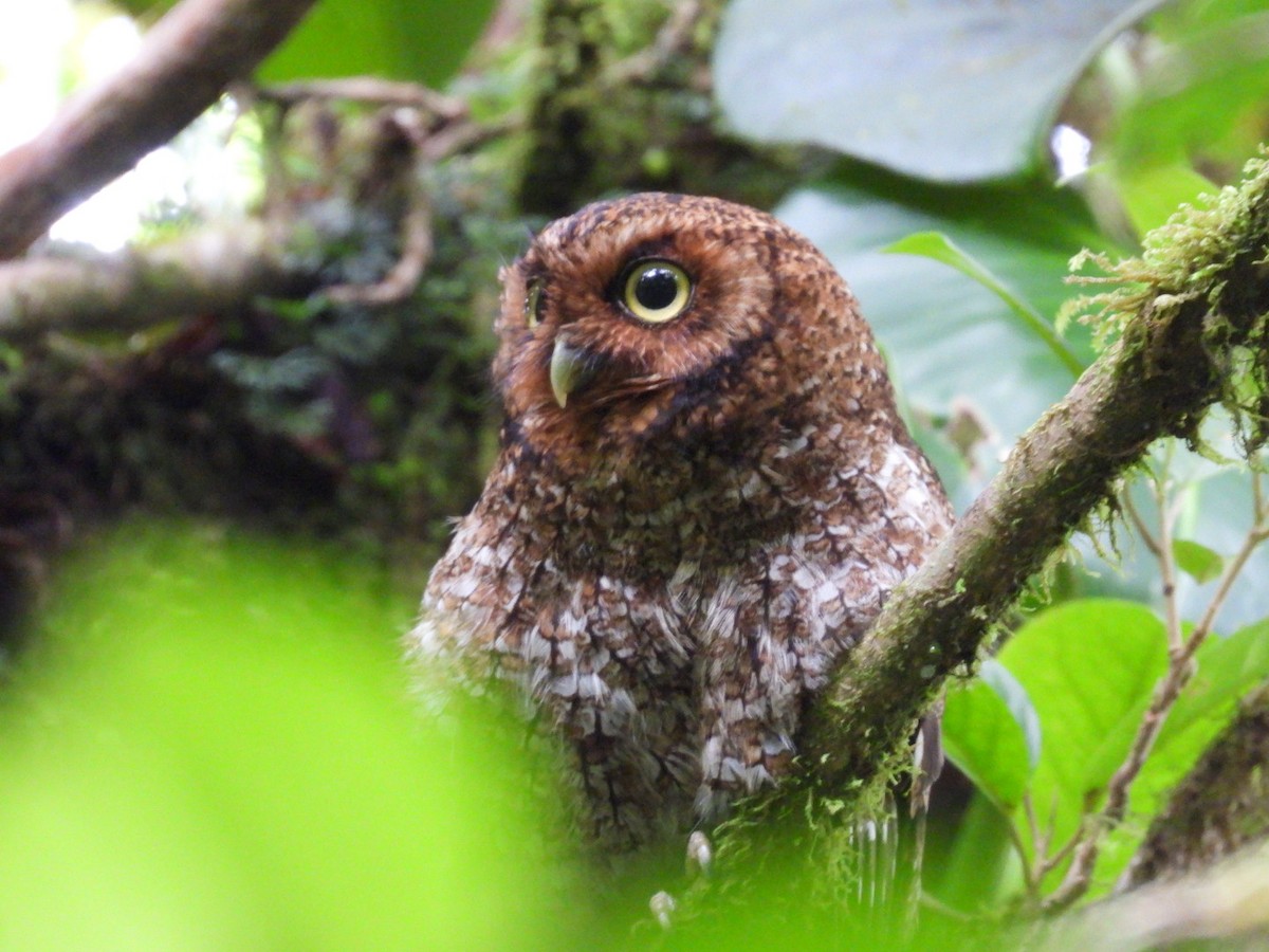 Bare-shanked Screech-Owl - ML638617394