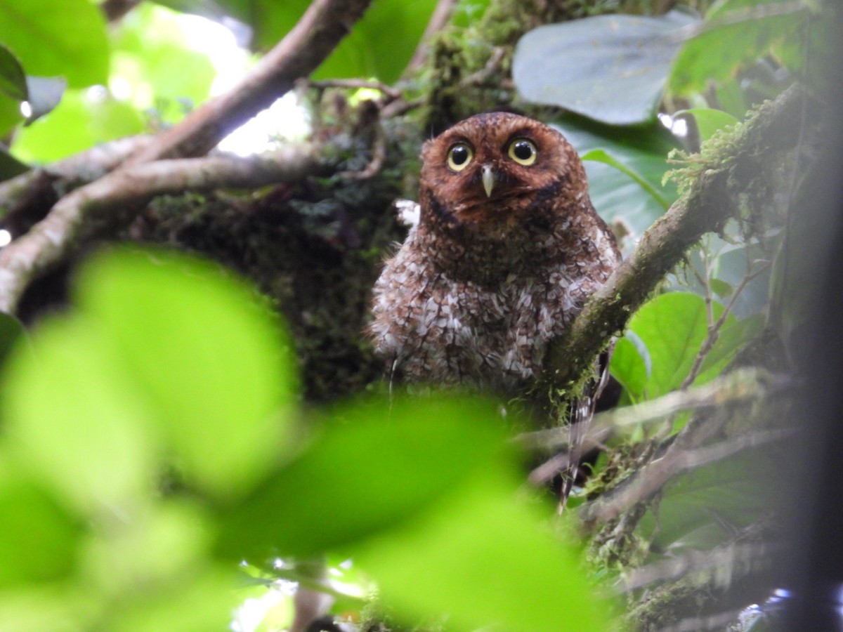Bare-shanked Screech-Owl - ML638617395