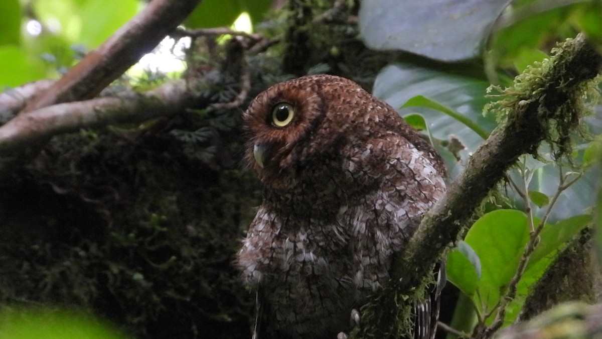 Bare-shanked Screech-Owl - ML638617396