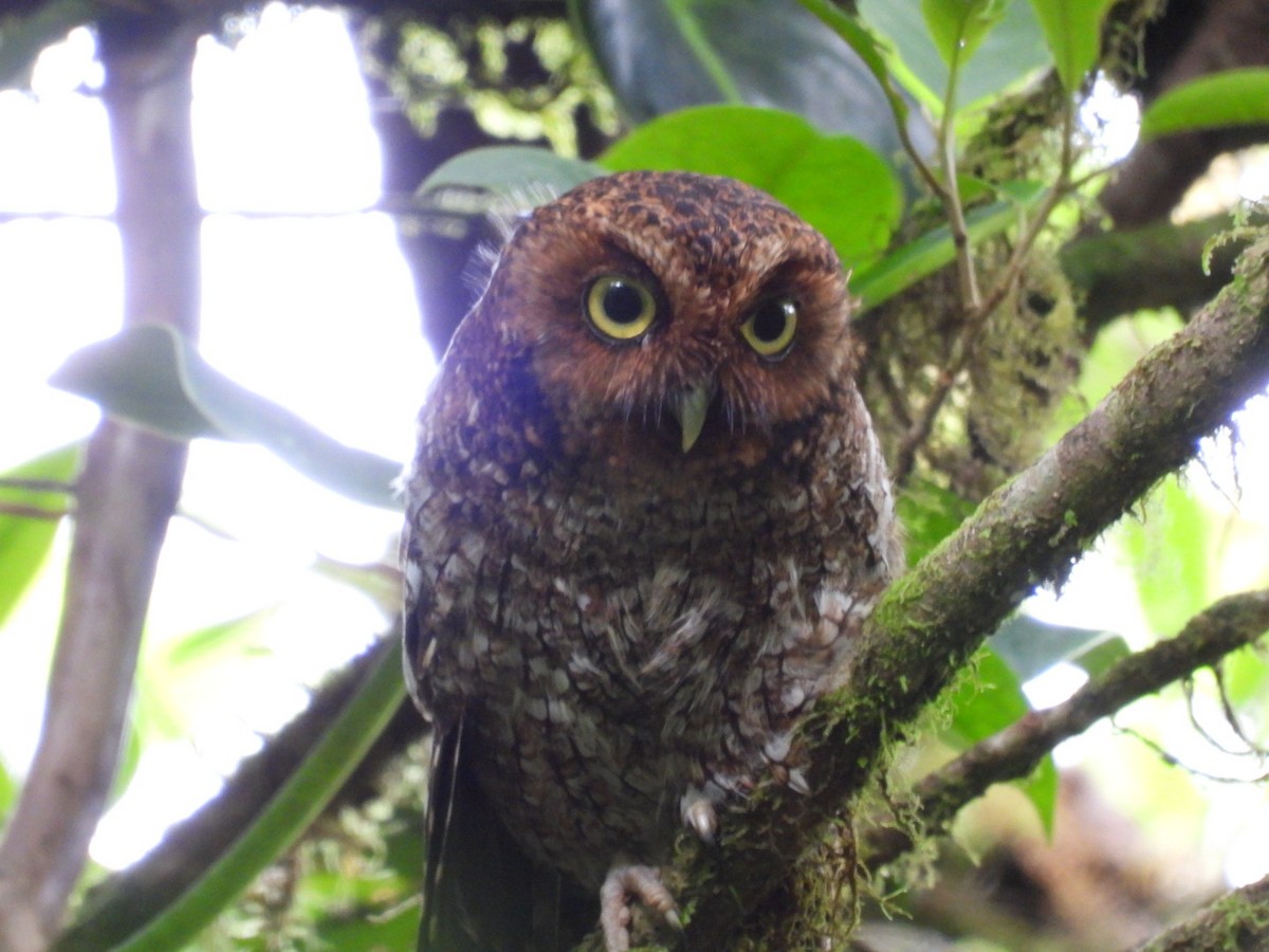 Bare-shanked Screech-Owl - ML638617397