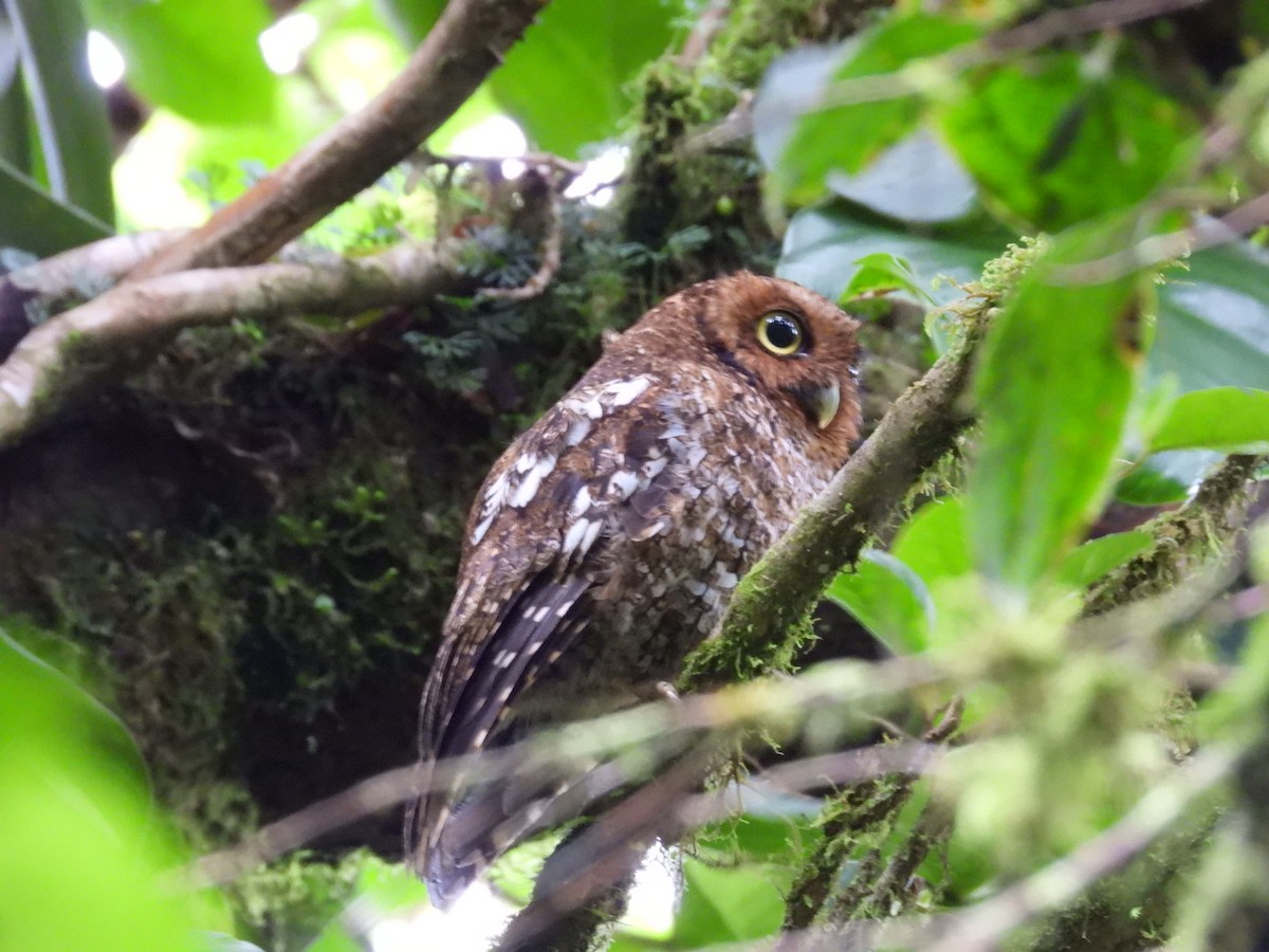 Bare-shanked Screech-Owl - ML638617398