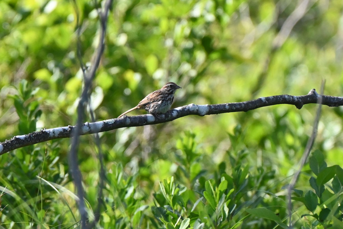 Song Sparrow - ML638617417