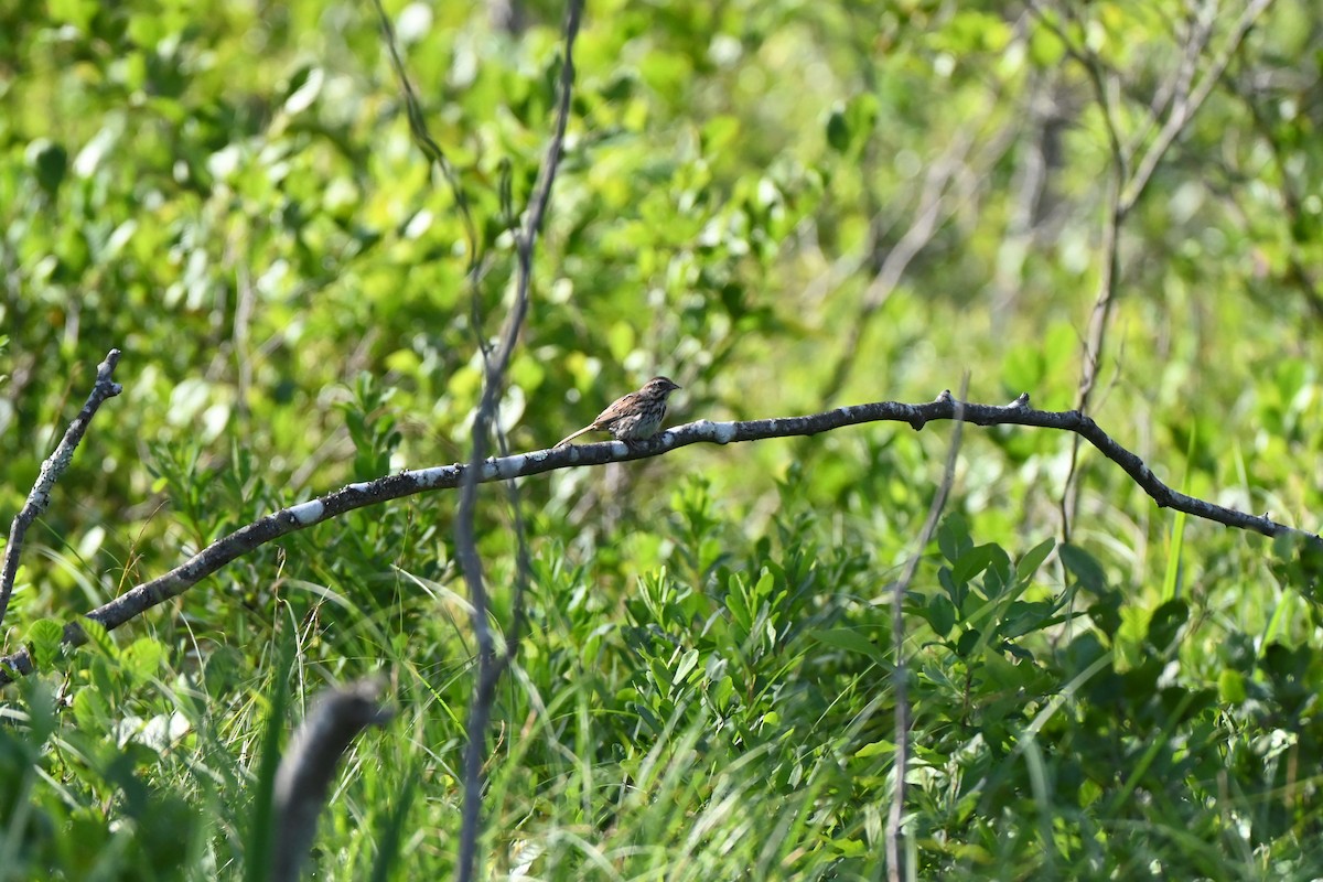 Song Sparrow - ML638617418