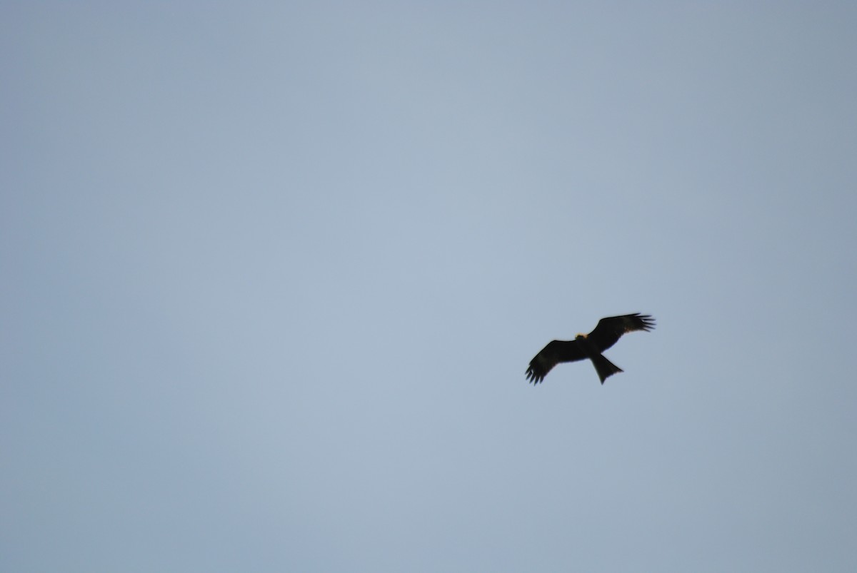 Black Kite - ML638617424