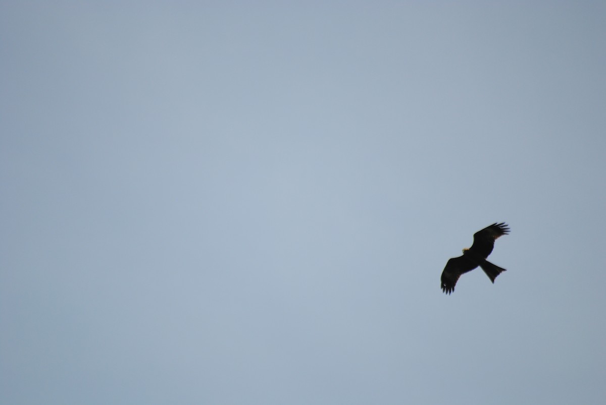 Black Kite - ML638617425