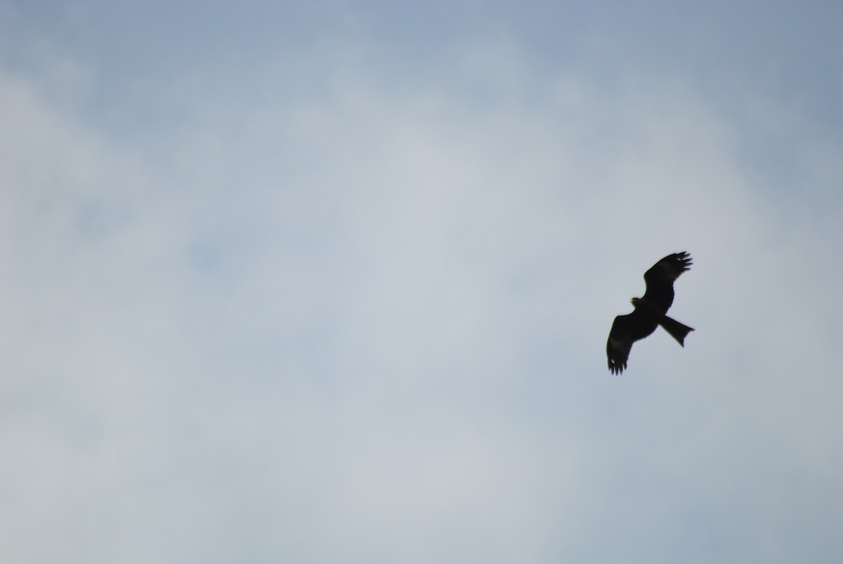 Black Kite - ML638617426