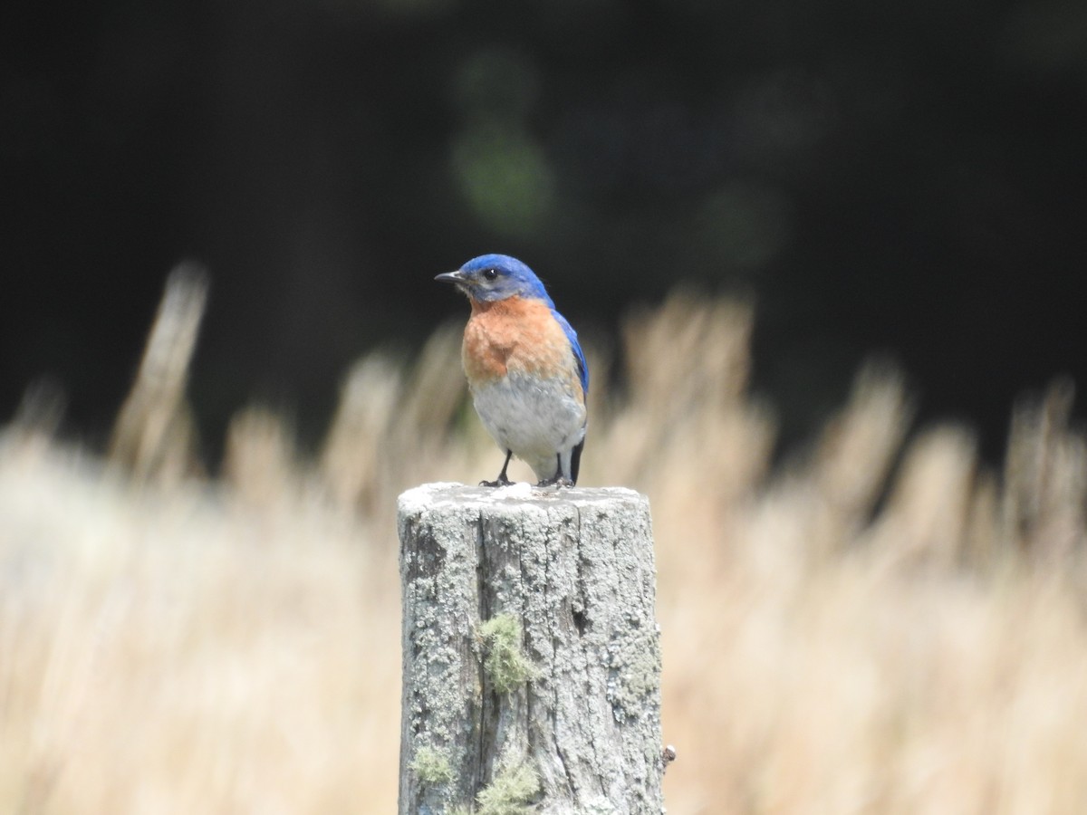Eastern Bluebird - ML638617427