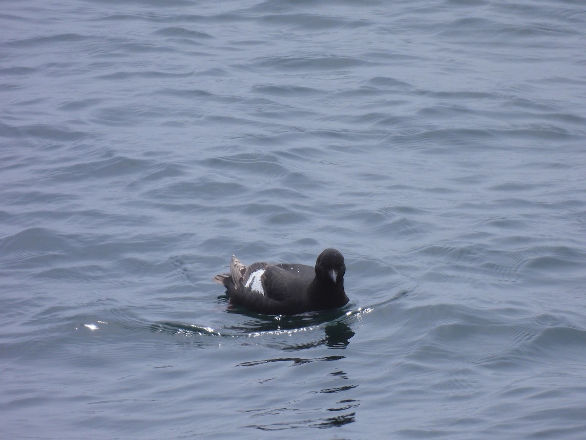 Pigeon Guillemot - ML638617428