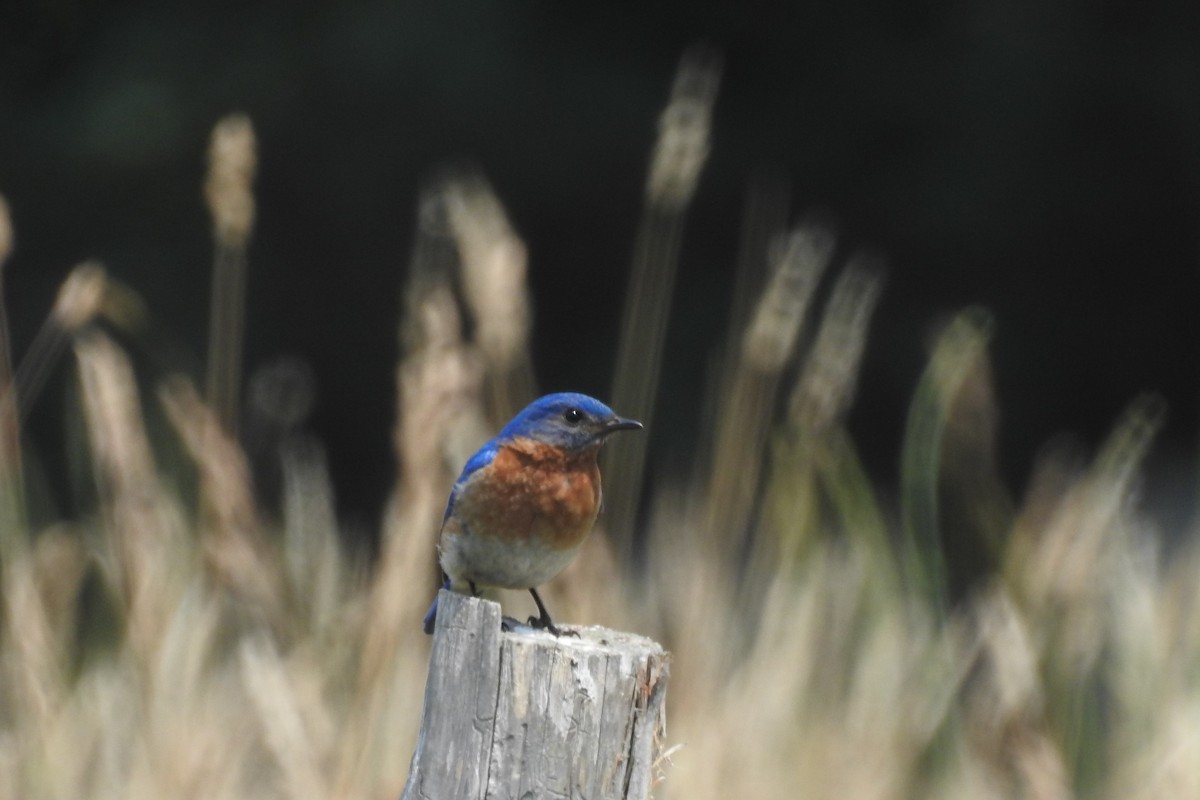 Eastern Bluebird - ML638617436