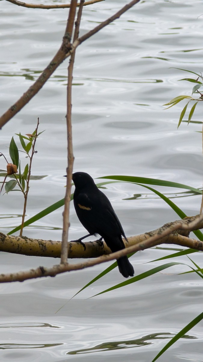 Red-winged Blackbird - ML638617438