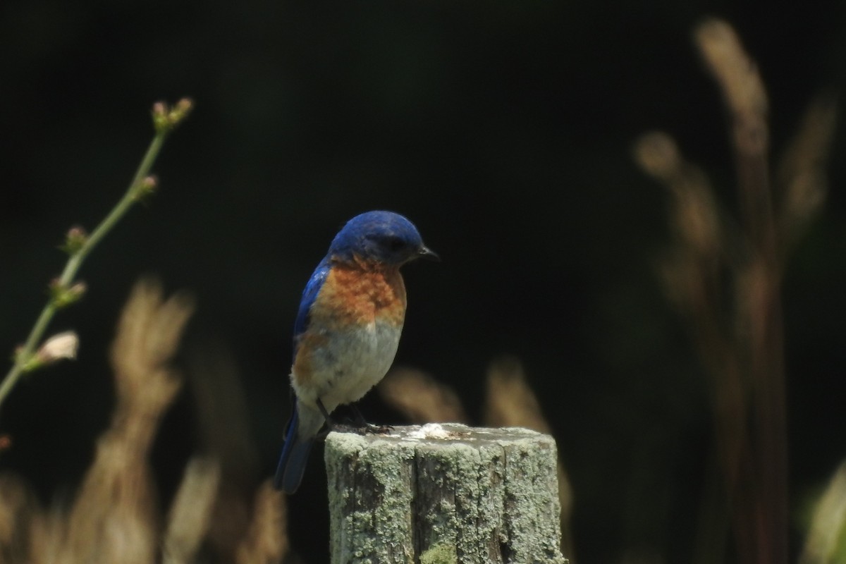 Eastern Bluebird - ML638617439