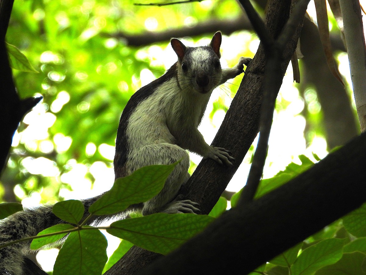 Animals - ML638617440