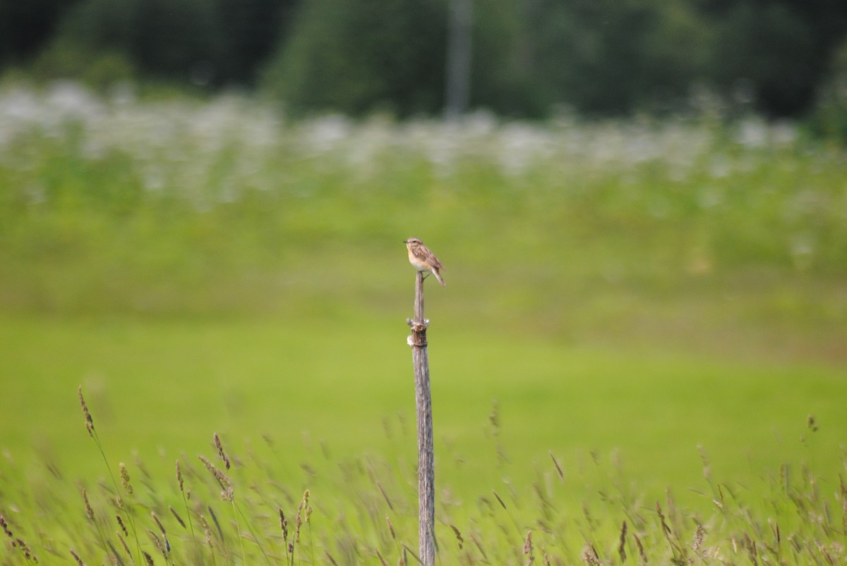 Whinchat - ML638617441