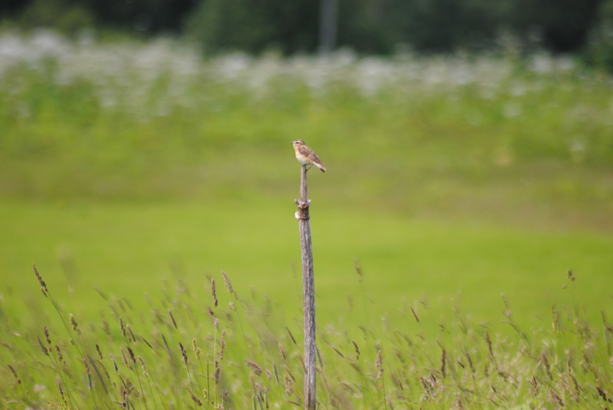 Whinchat - ML638617442