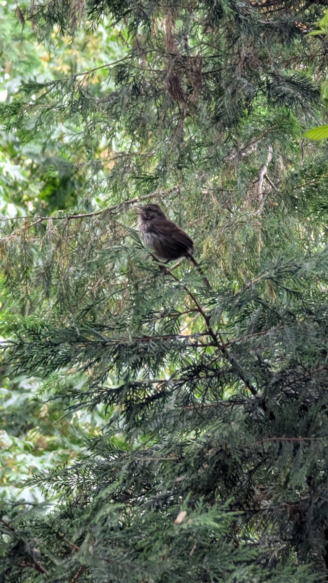 Song Sparrow - ML638617469