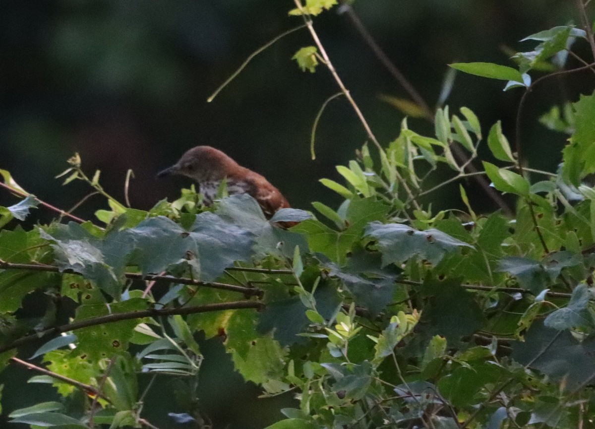 brunspottefugl - ML638617475