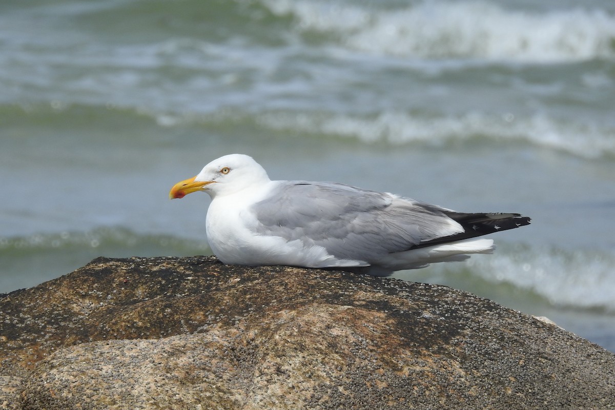 racek americký - ML638617491