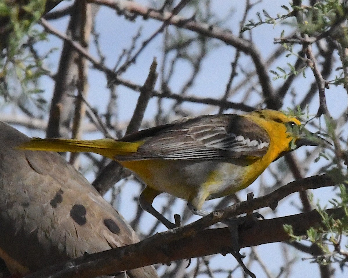 Bullock's Oriole - ML638617507