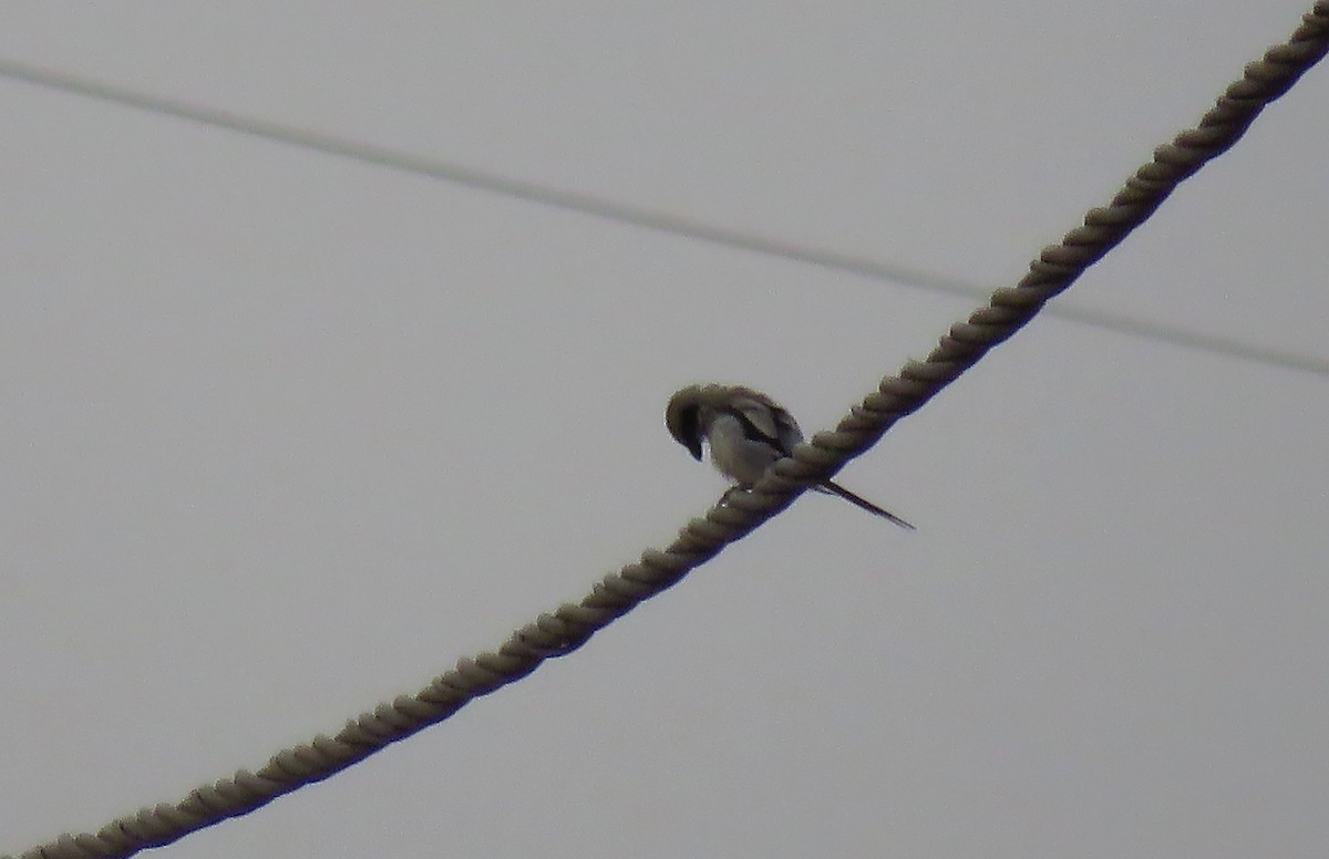 Great Gray Shrike (Sahara) - ML638617518