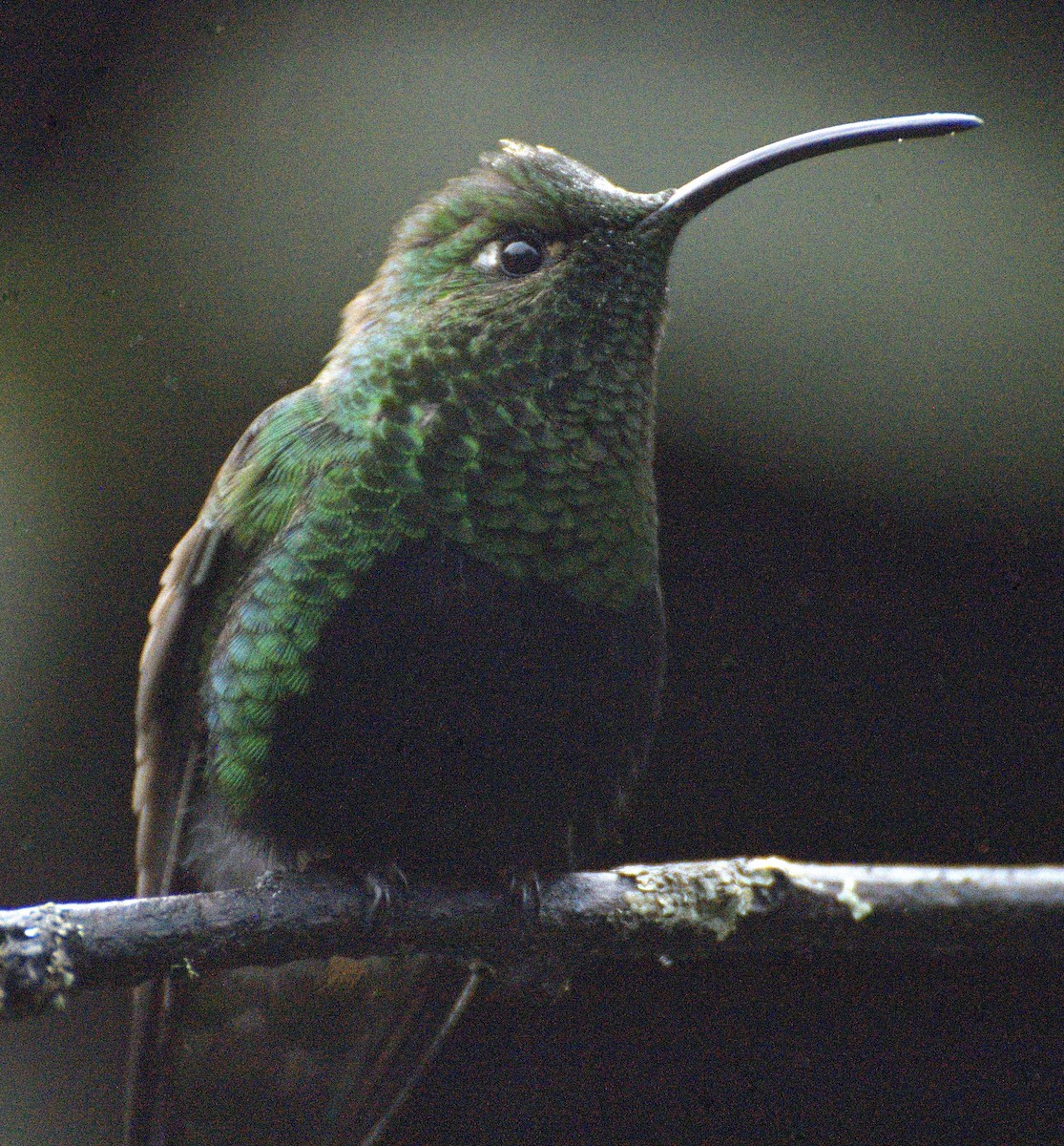 Samtbauchkolibri - ML638617520