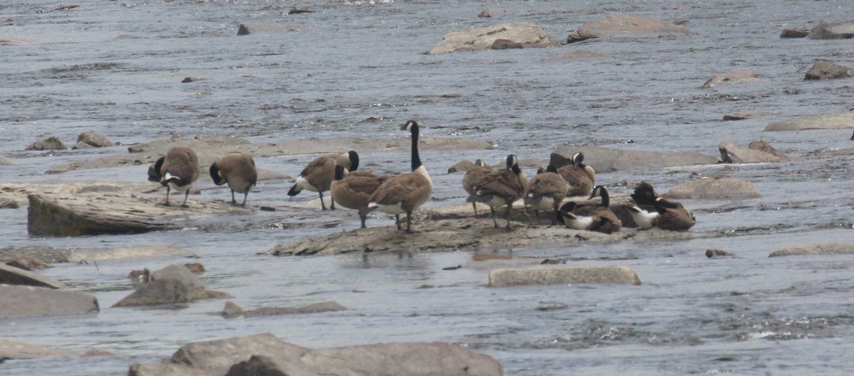 Canada Goose - ML638617528