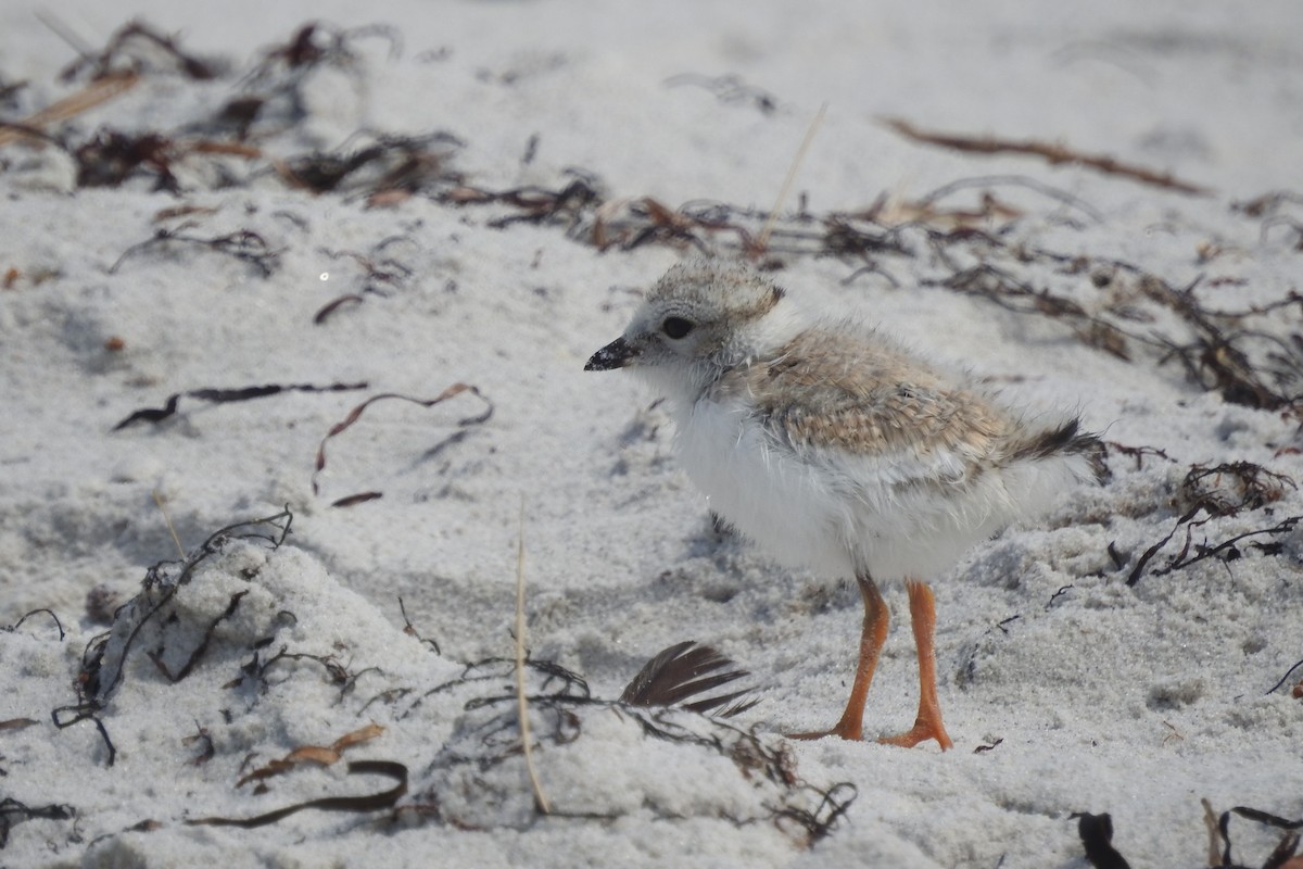 kulík pisklavý - ML638617533