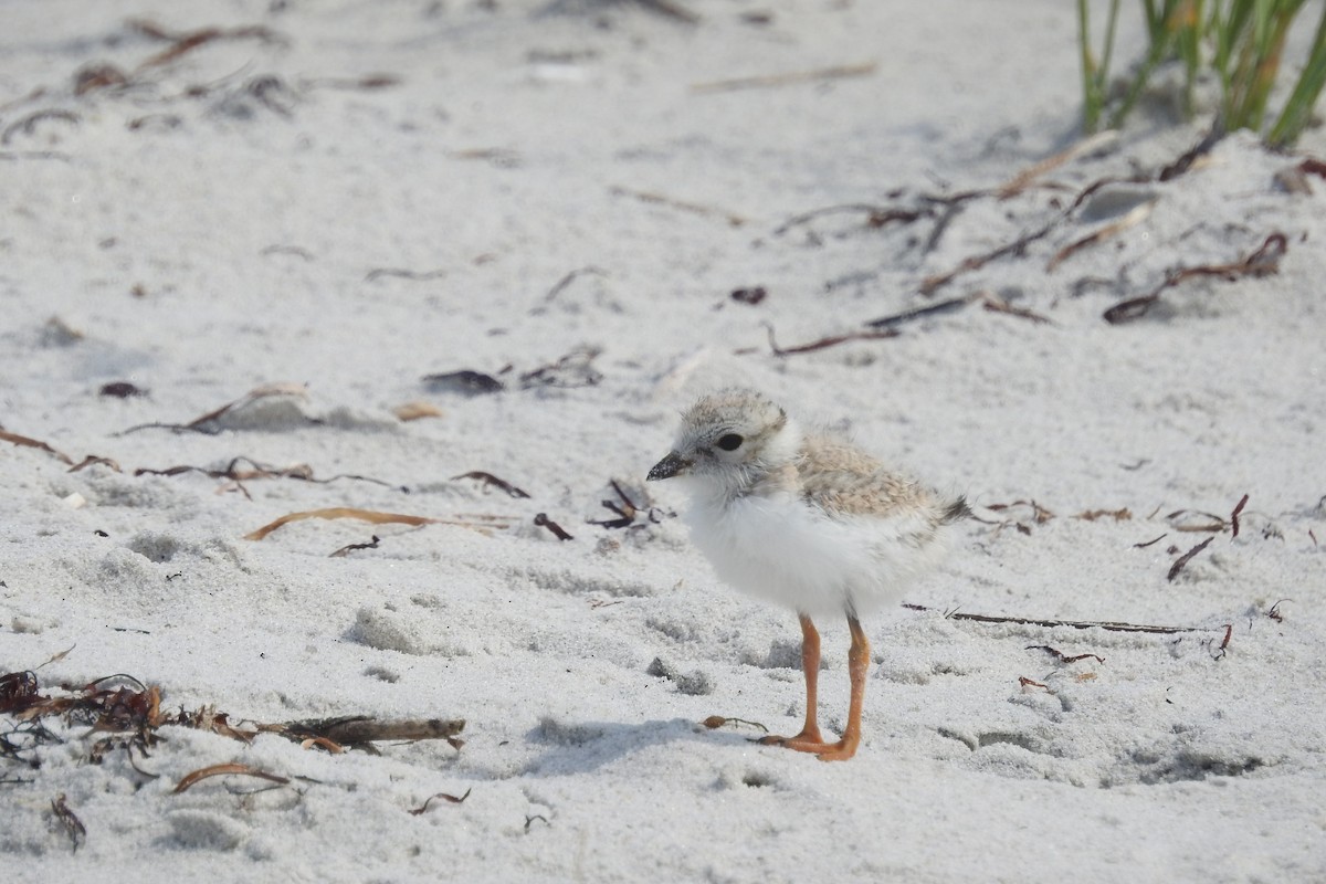 kulík pisklavý - ML638617534