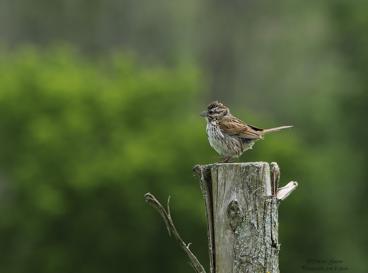 Song Sparrow - ML638617537