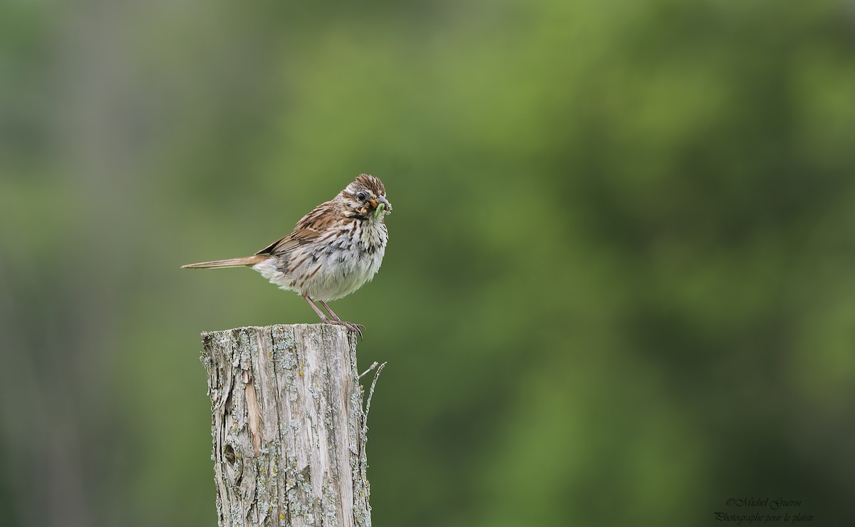 Song Sparrow - ML638617538