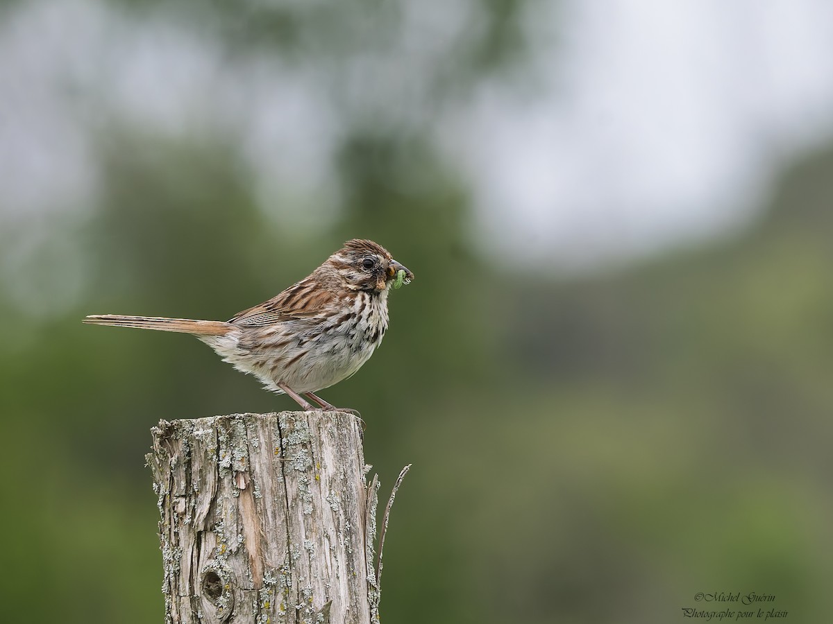 Song Sparrow - ML638617539