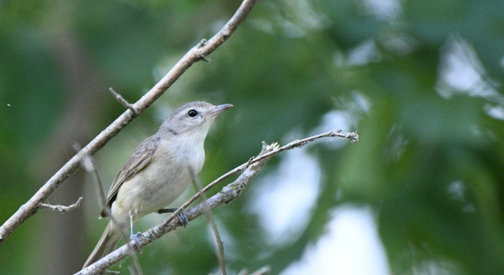 Warbling Vireo - ML638617556