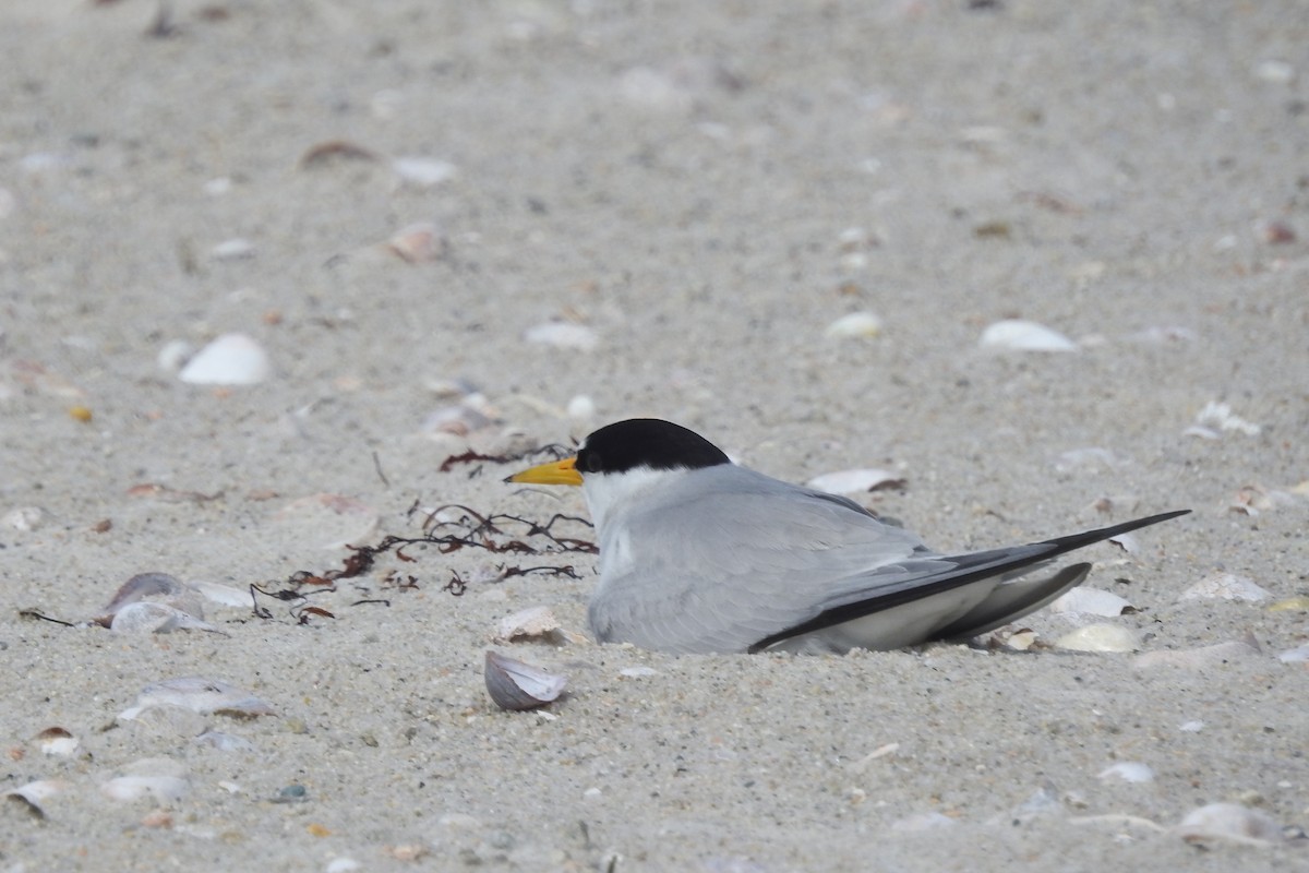 rybák nejmenší - ML638617567